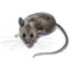 Средства от мышей (1)